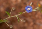 Evolvulus alsinoides var. alsinoides