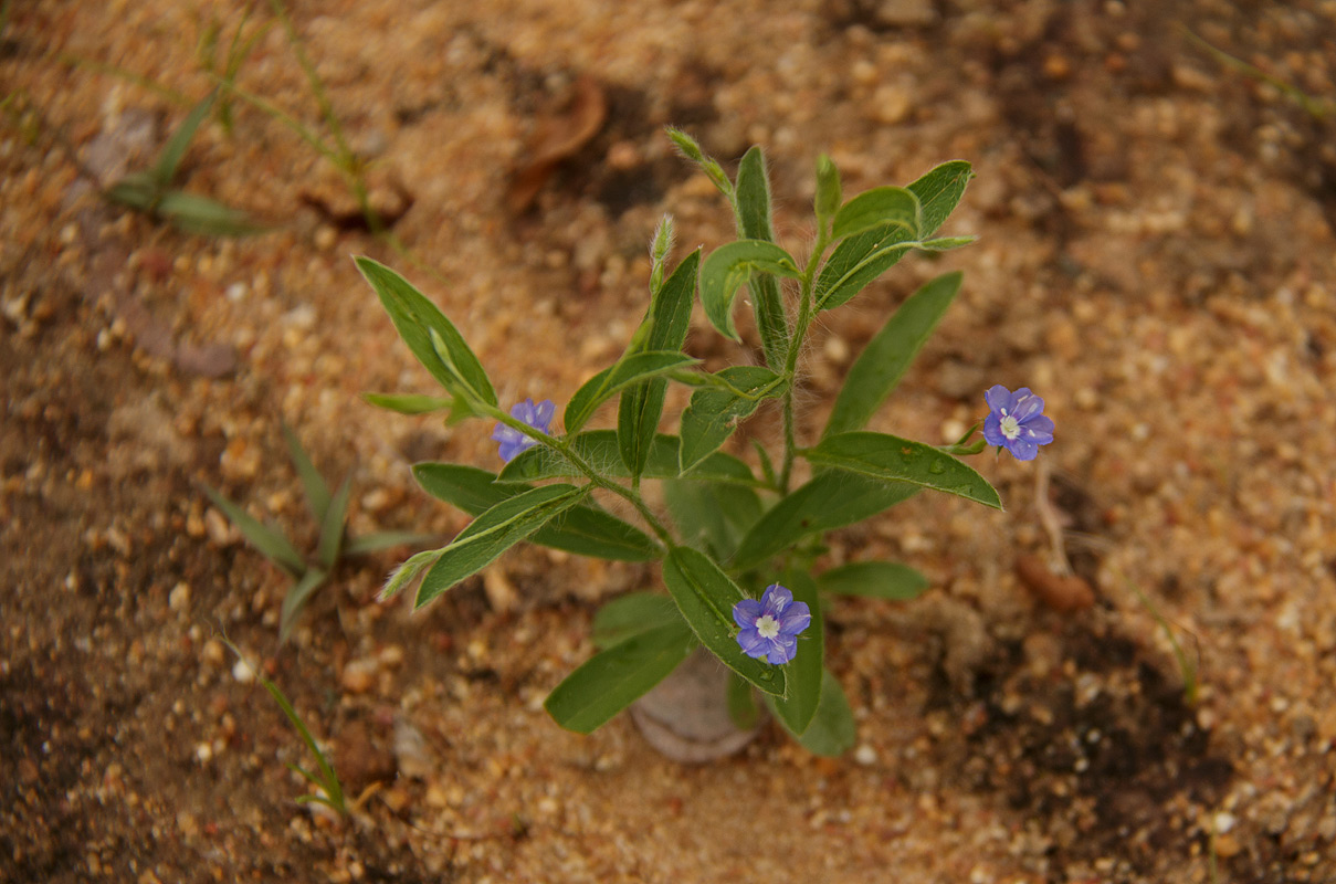 Evolvulus alsinoides var. alsinoides