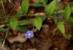 Evolvulus alsinoides var. alsinoides
