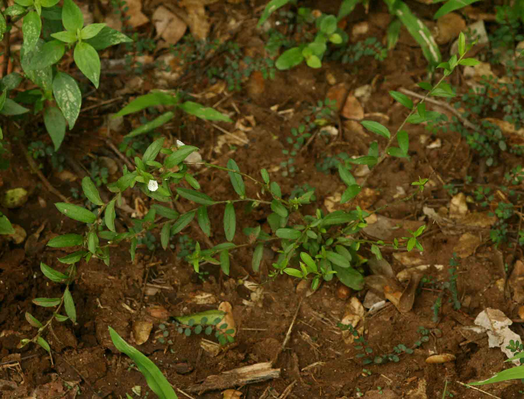 Seddera suffruticosa var. suffruticosa Seddera suffruticosa var. suffruticosa