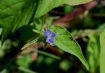 Jacquemontia tamnifolia