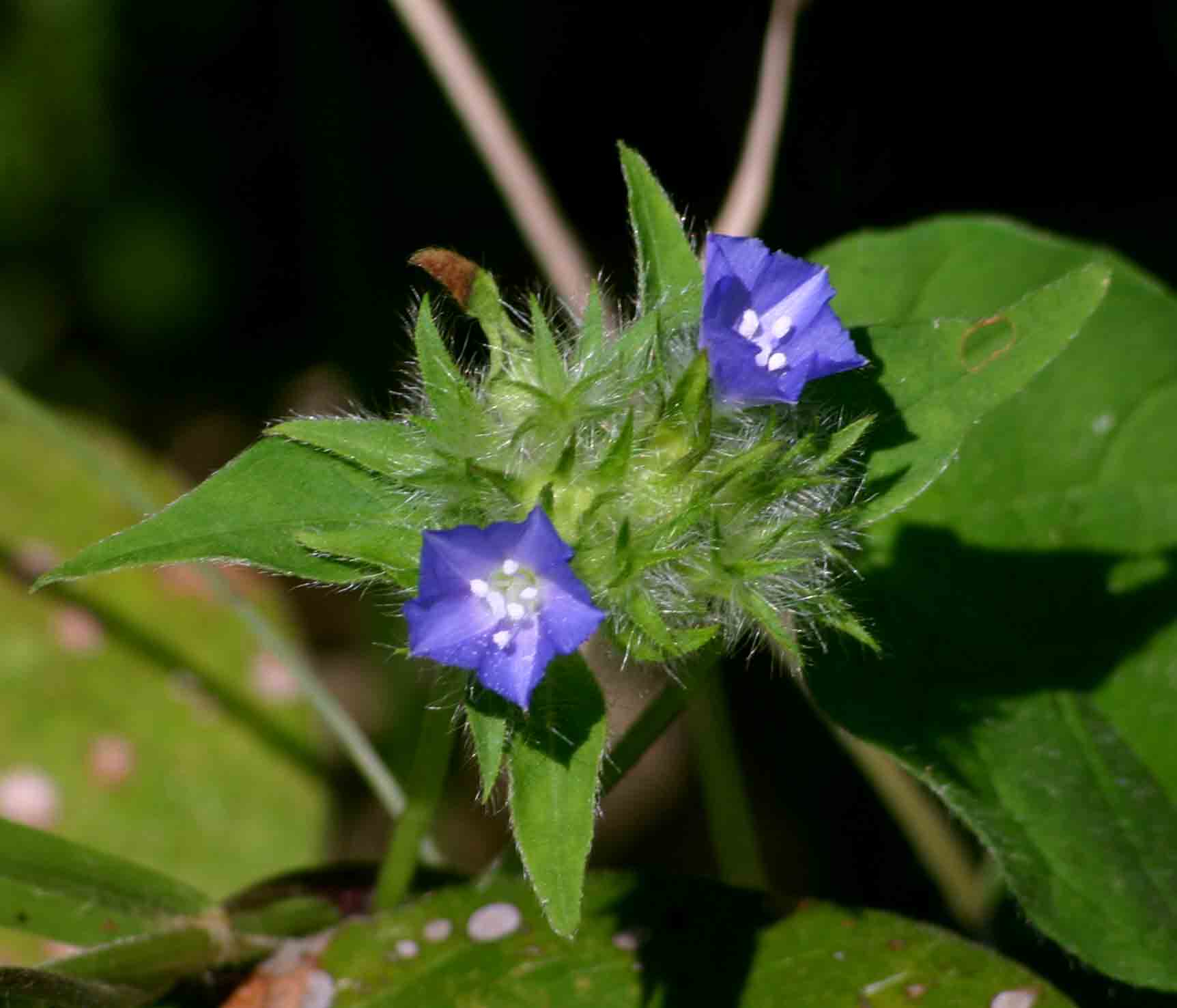 Jacquemontia tamnifolia Jacquemontia tamnifolia