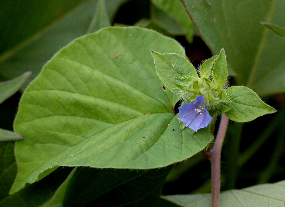 Jacquemontia tamnifolia Jacquemontia tamnifolia