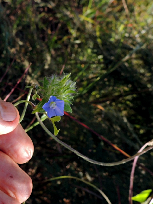 Jacquemontia tamnifolia Jacquemontia tamnifolia