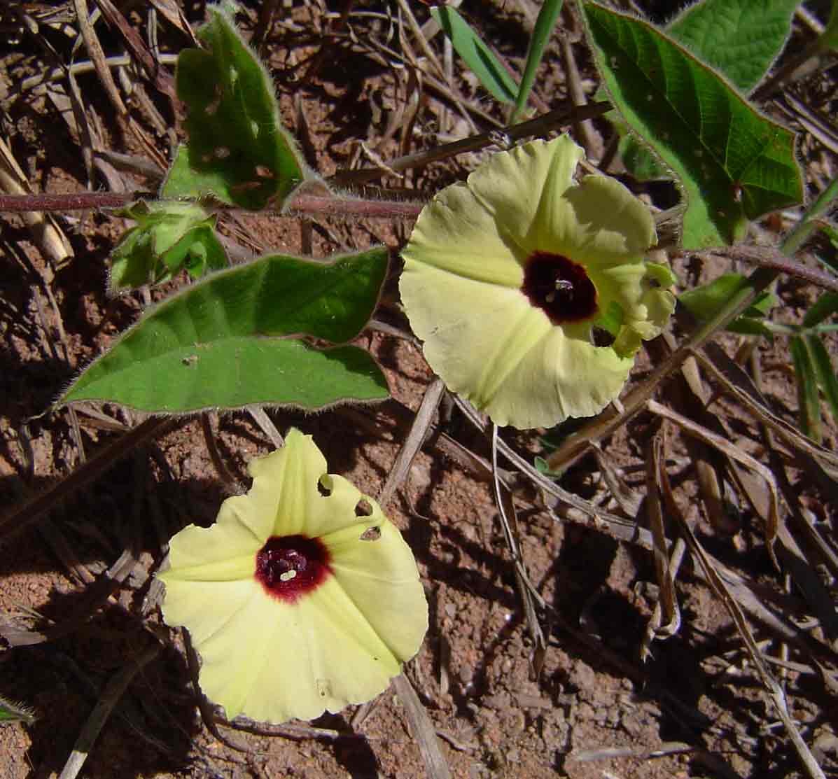 Hewittia malabarica Hewittia malabarica