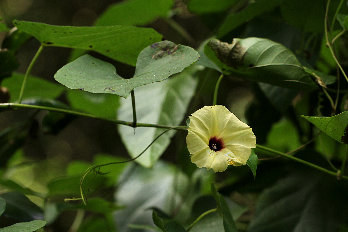 Hewittia malabarica Hewittia malabarica