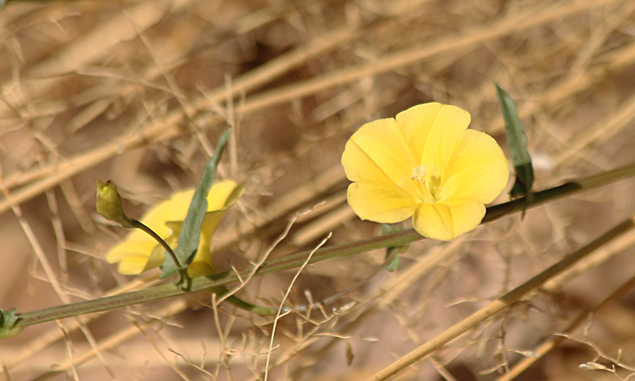 Xenostegia tridentata subsp. angustifolia Xenostegia tridentata subsp. angustifolia