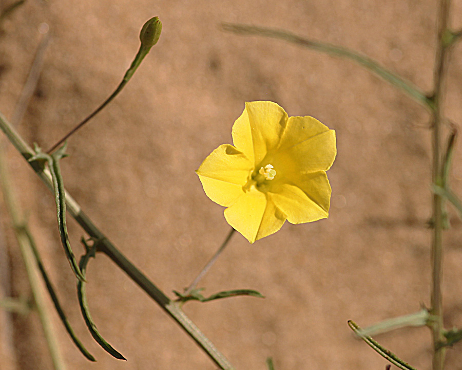 Xenostegia tridentata subsp. angustifolia Xenostegia tridentata subsp. angustifolia