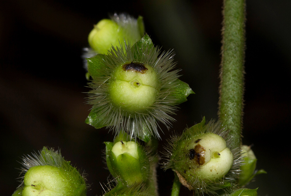 Lepistemon owariensis