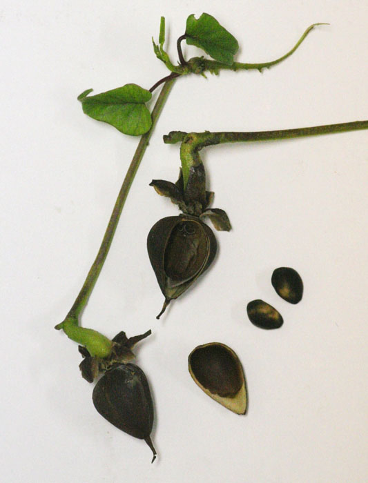 Ipomoea alba Ipomoea alba