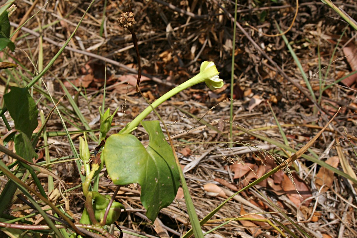 Ipomoea alba Ipomoea alba