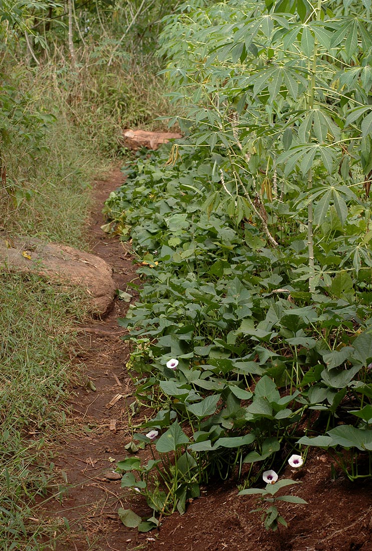 Ipomoea batatas