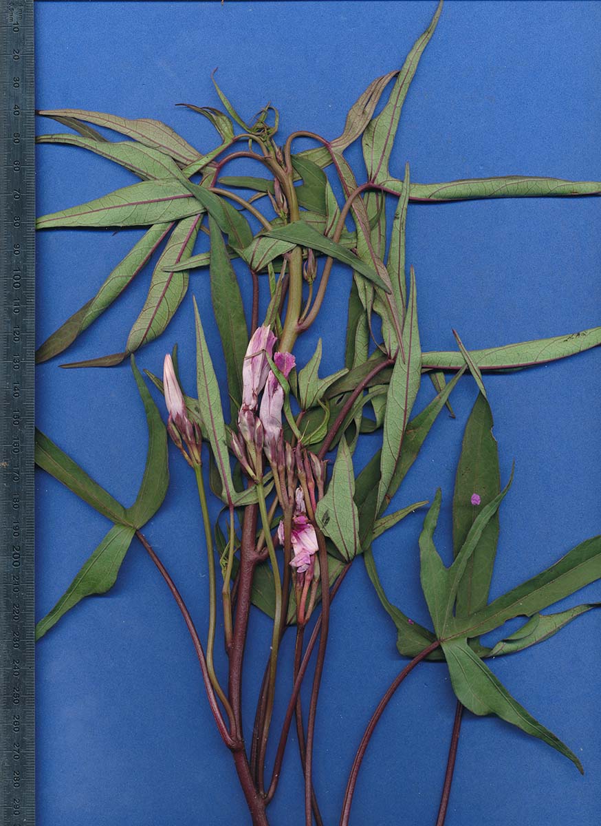 Ipomoea batatas