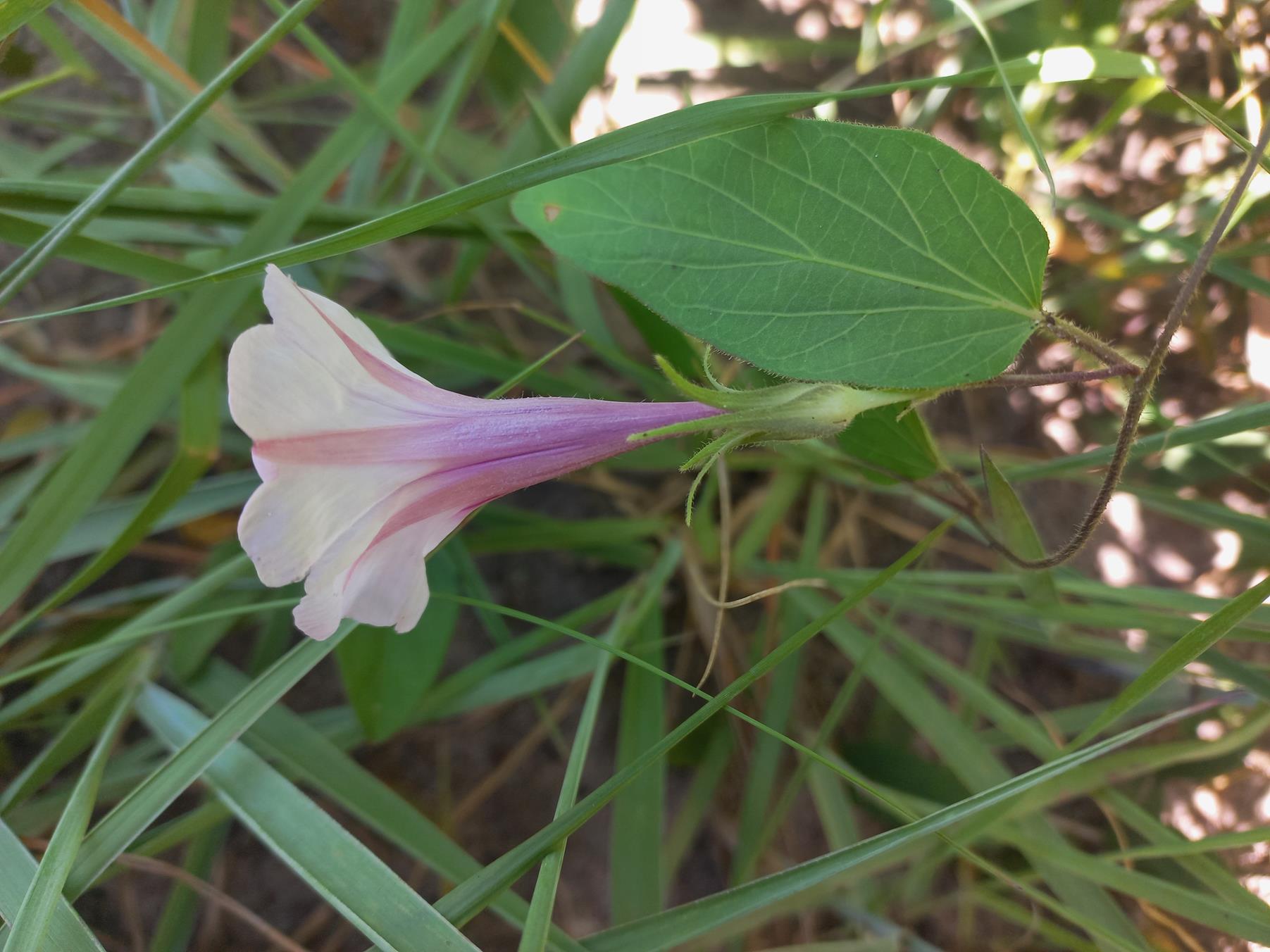 Ipomoea blepharophylla Ipomoea blepharophylla