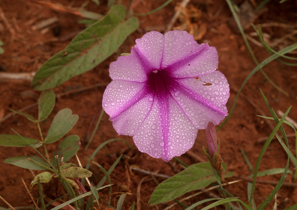 Ipomoea blepharophylla Ipomoea blepharophylla