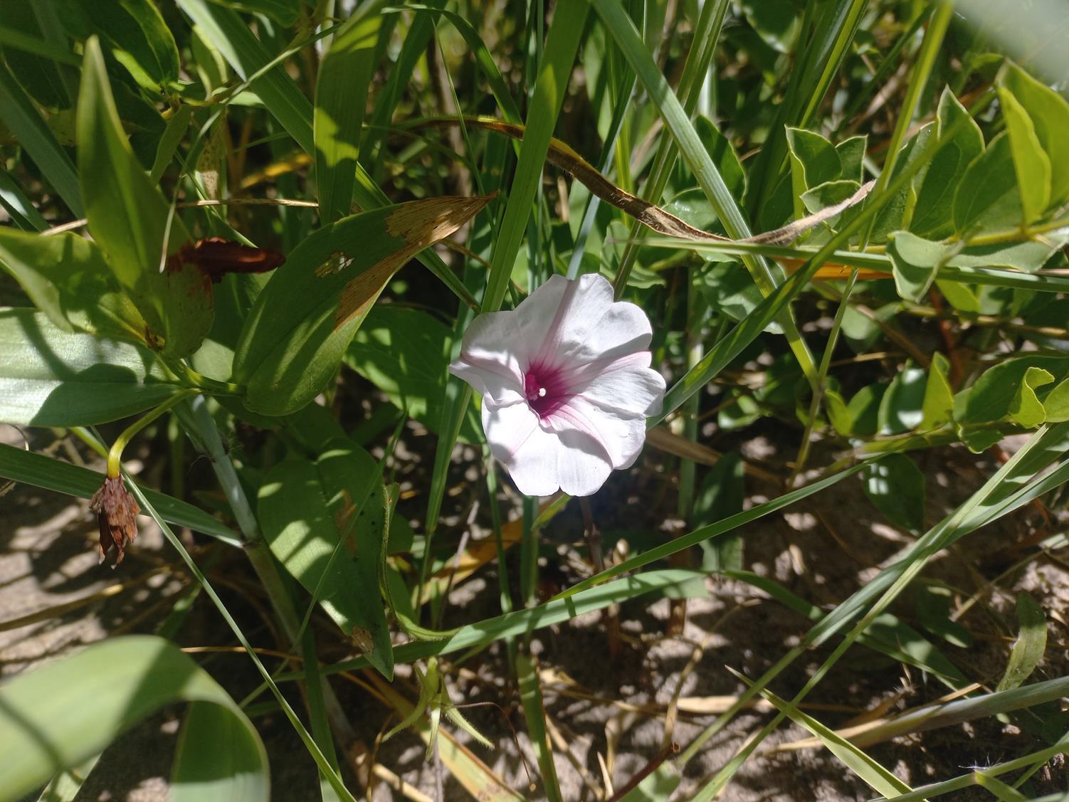 Ipomoea blepharophylla Ipomoea blepharophylla