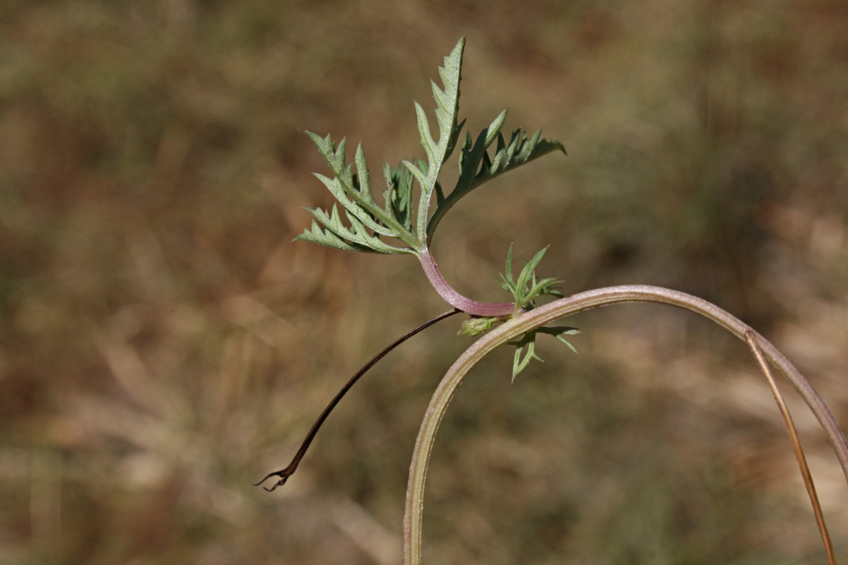 Ipomoea coptica var. coptica Ipomoea coptica var. coptica