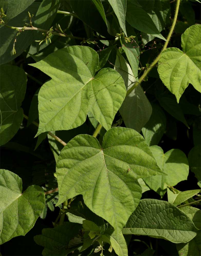 Ipomoea dichroa Ipomoea dichroa