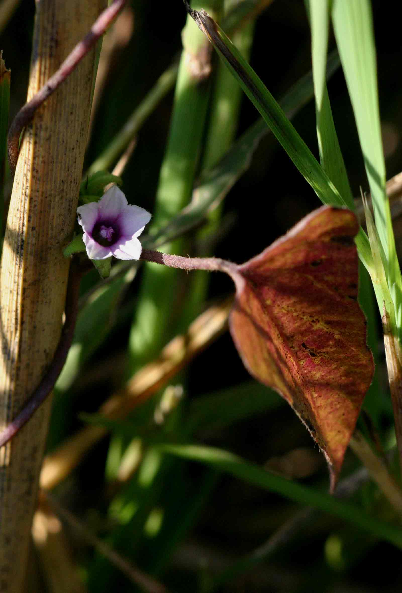 Ipomoea eriocarpa Ipomoea eriocarpa