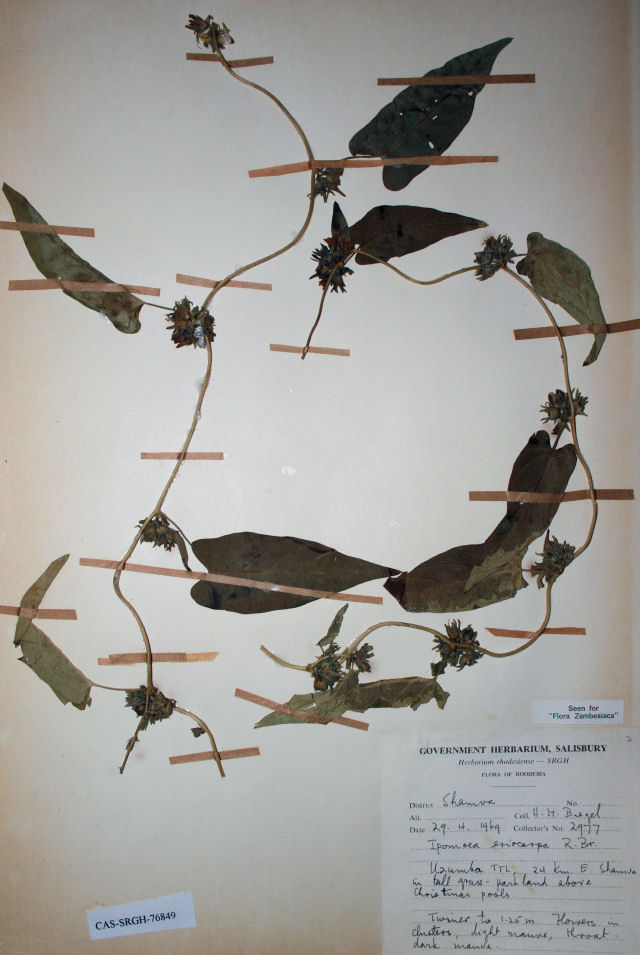 Ipomoea eriocarpa Ipomoea eriocarpa