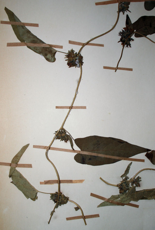 Ipomoea eriocarpa Ipomoea eriocarpa