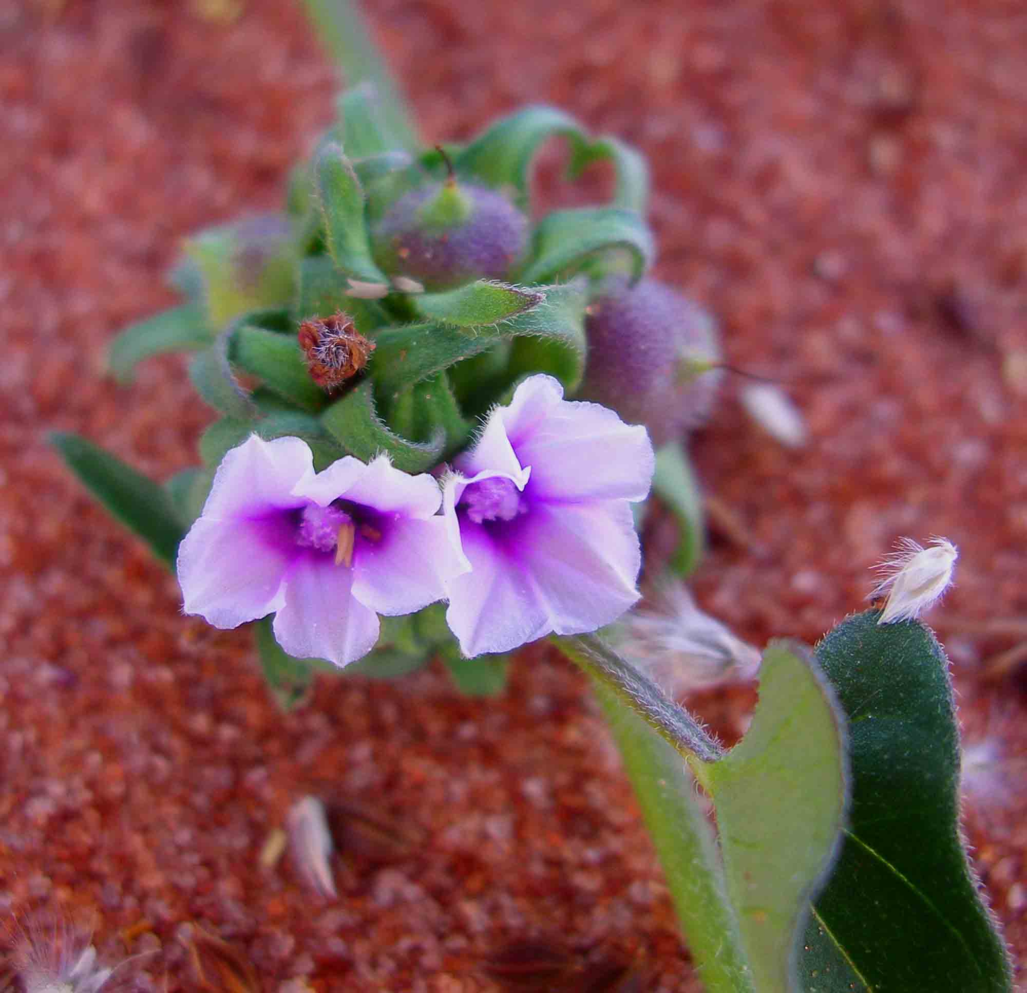 Ipomoea eriocarpa Ipomoea eriocarpa