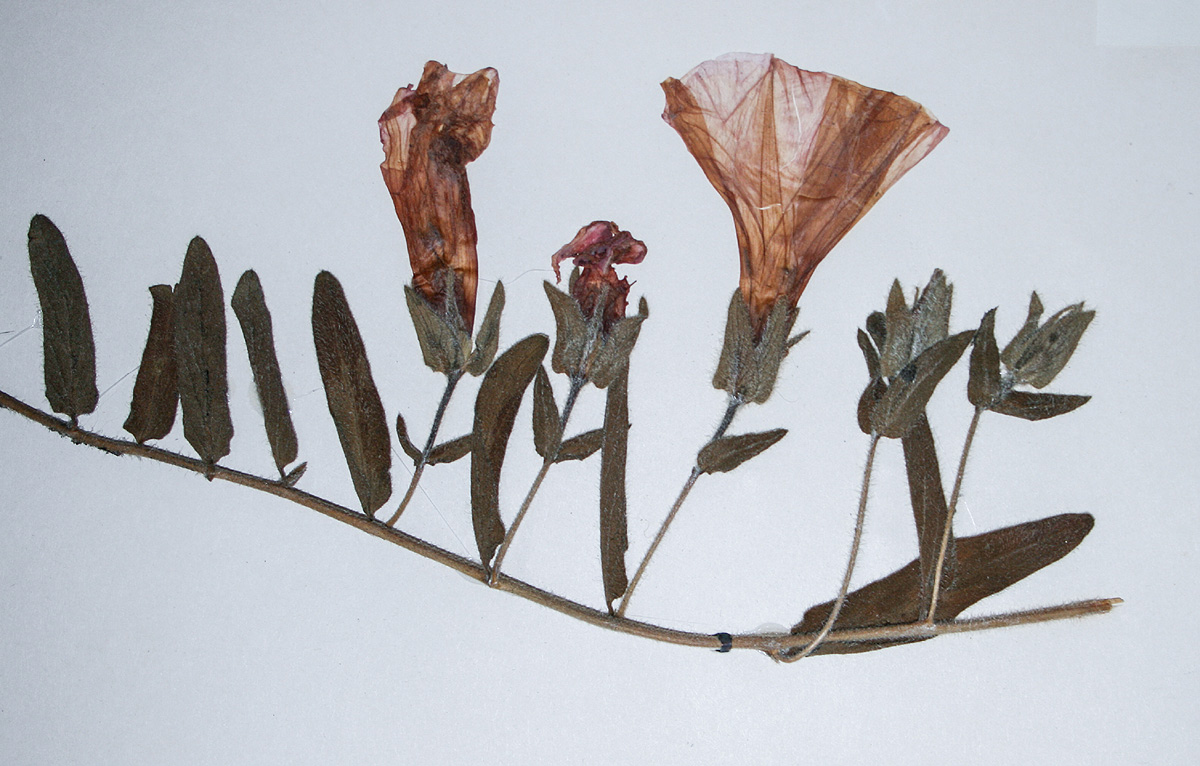 Ipomoea fulvicaulis var. fulvicaulis Ipomoea fulvicaulis var. fulvicaulis