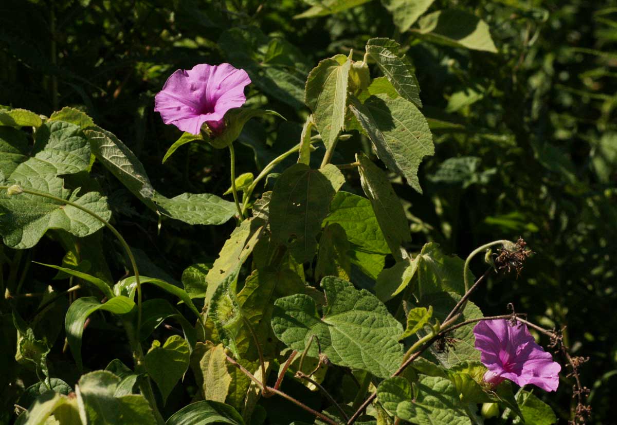 Ipomoea involucrata Ipomoea involucrata