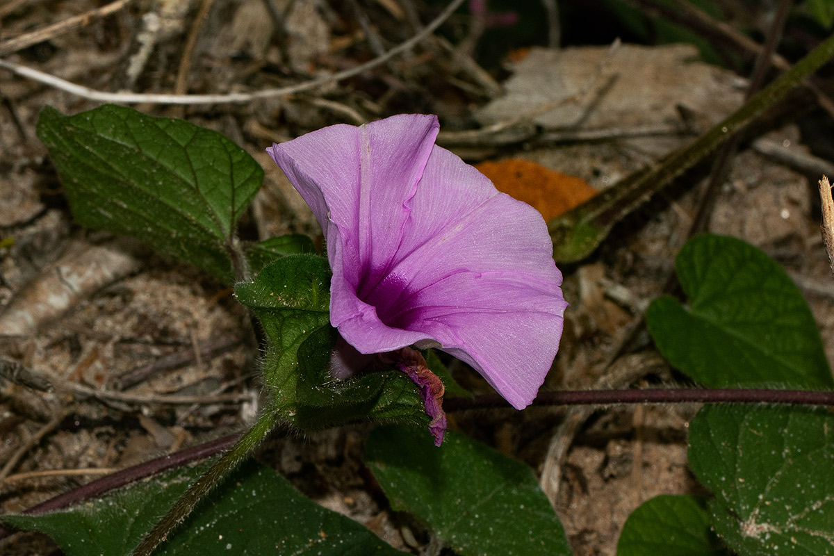 Ipomoea involucrata Ipomoea involucrata