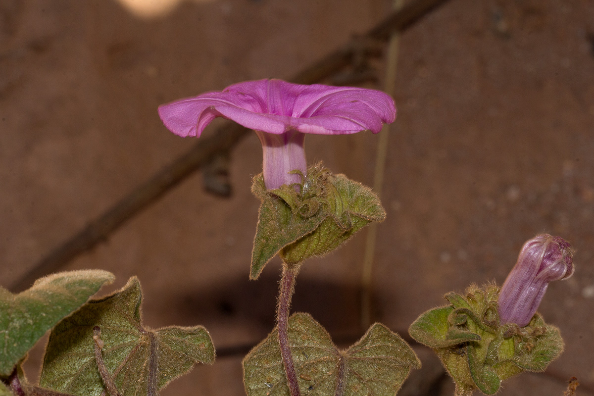 Ipomoea involucrata Ipomoea involucrata