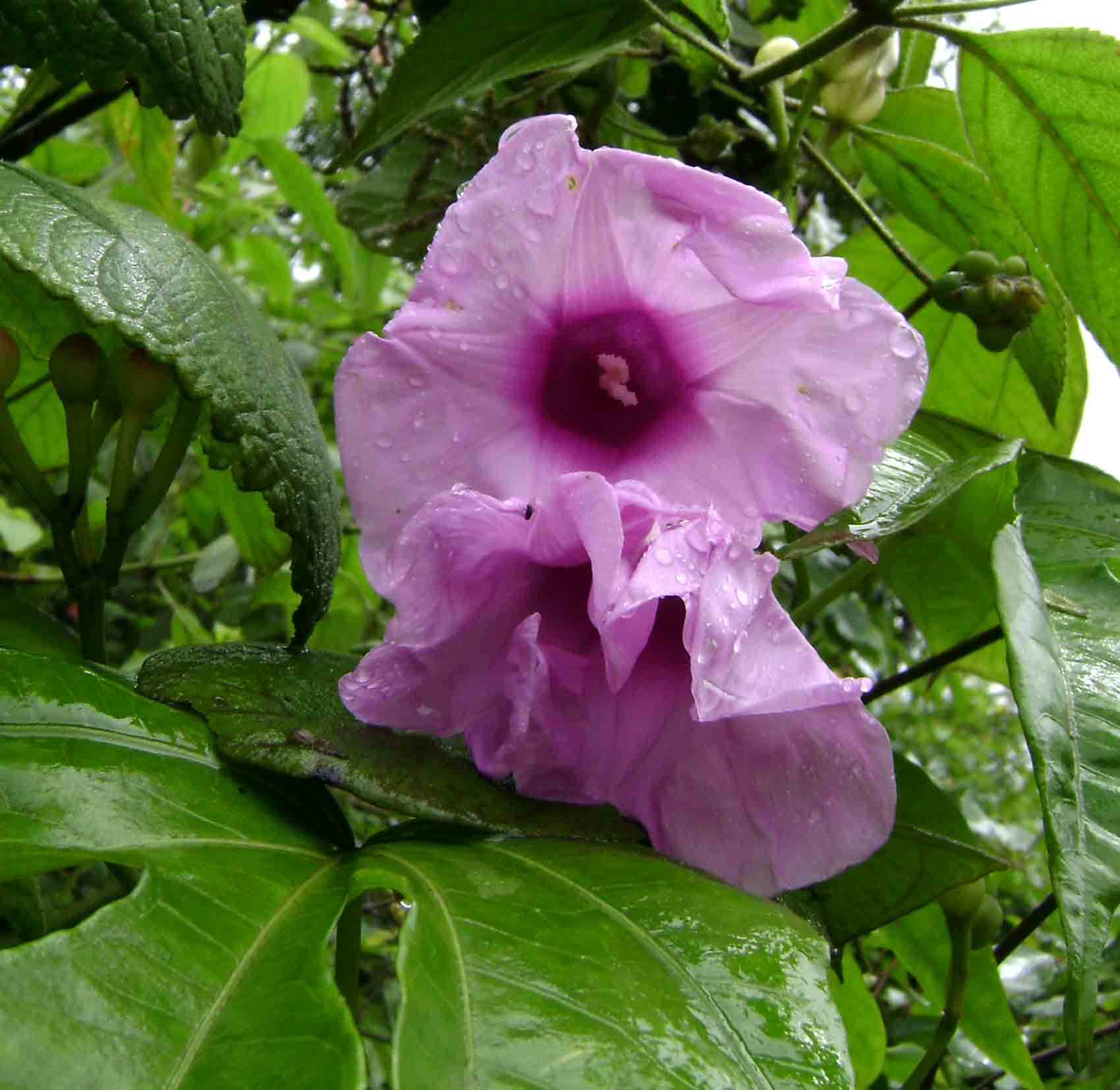 Ipomoea mauritiana Ipomoea mauritiana