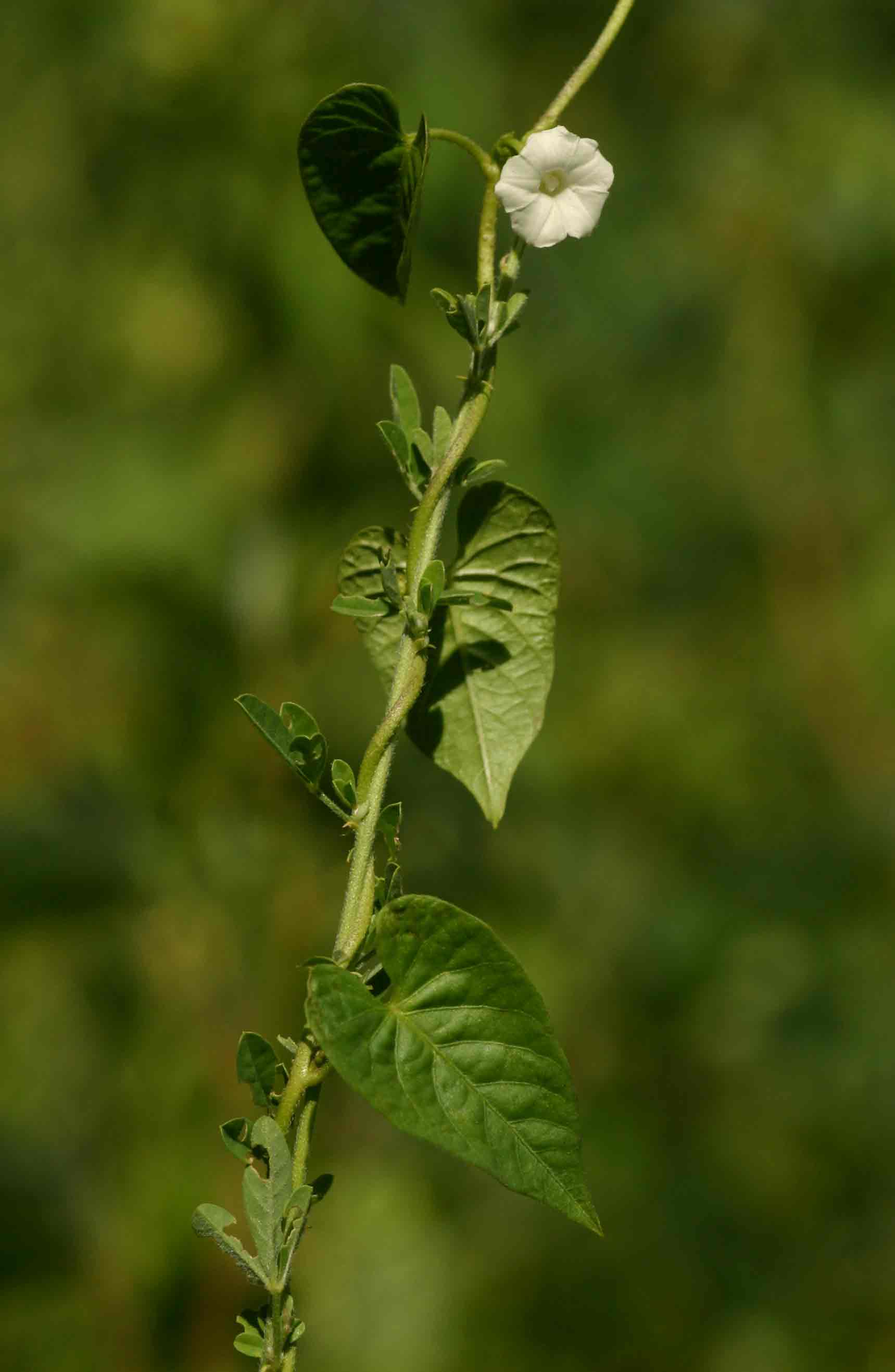Ipomoea biflora Ipomoea biflora