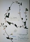 Ipomoea biflora