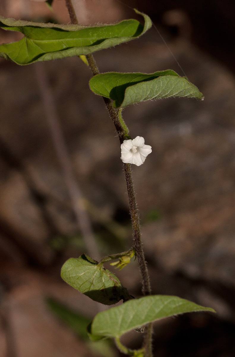 Ipomoea biflora