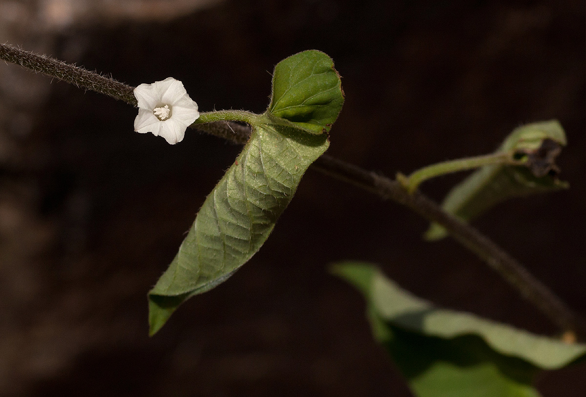 Ipomoea biflora