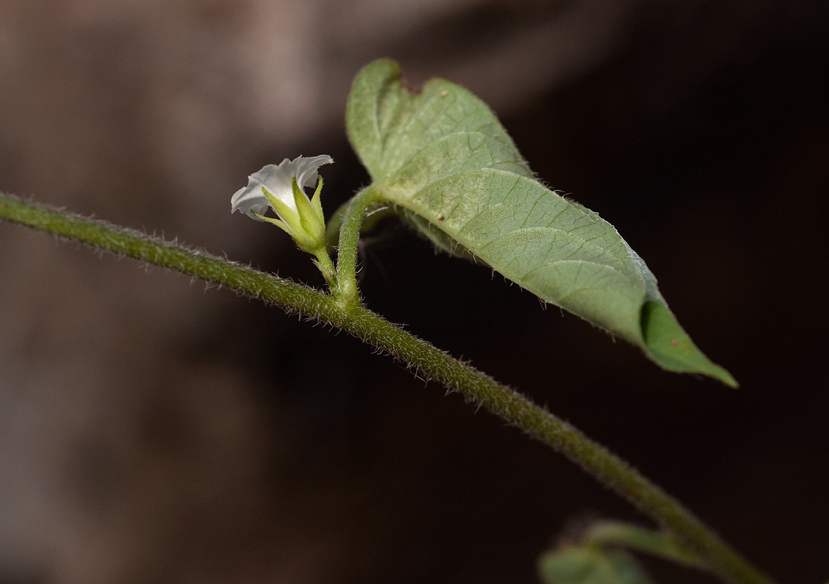 Ipomoea biflora