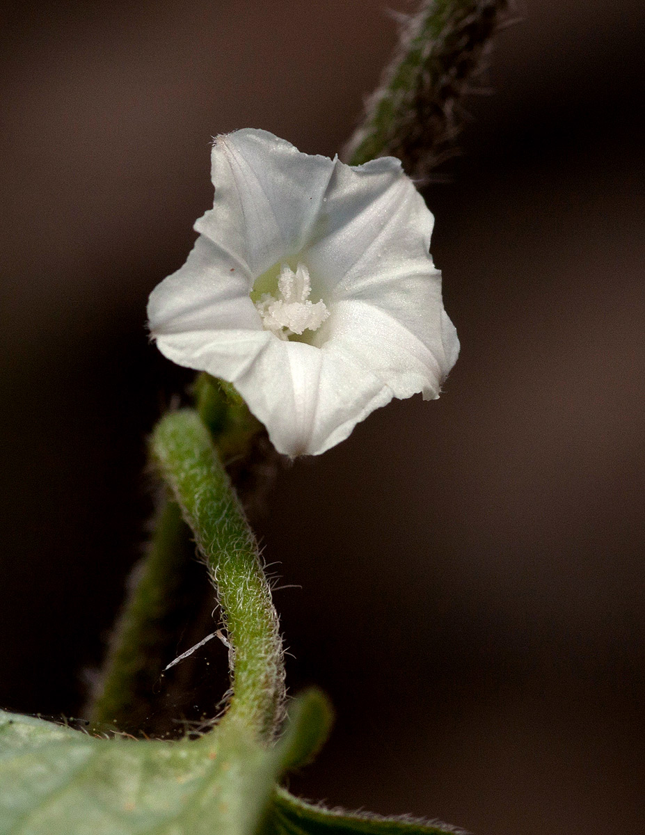 Ipomoea biflora