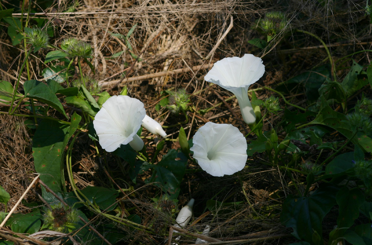 Ipomoea shupangensis Ipomoea shupangensis