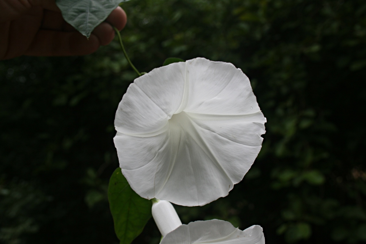 Ipomoea shupangensis Ipomoea shupangensis
