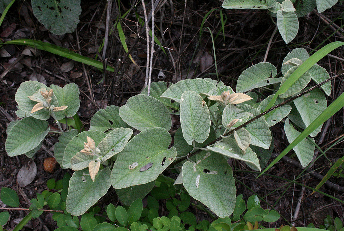 Ipomoea verbascoidea Ipomoea verbascoidea