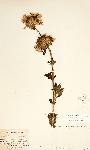 Leonotis ocymifolia var. raineriana