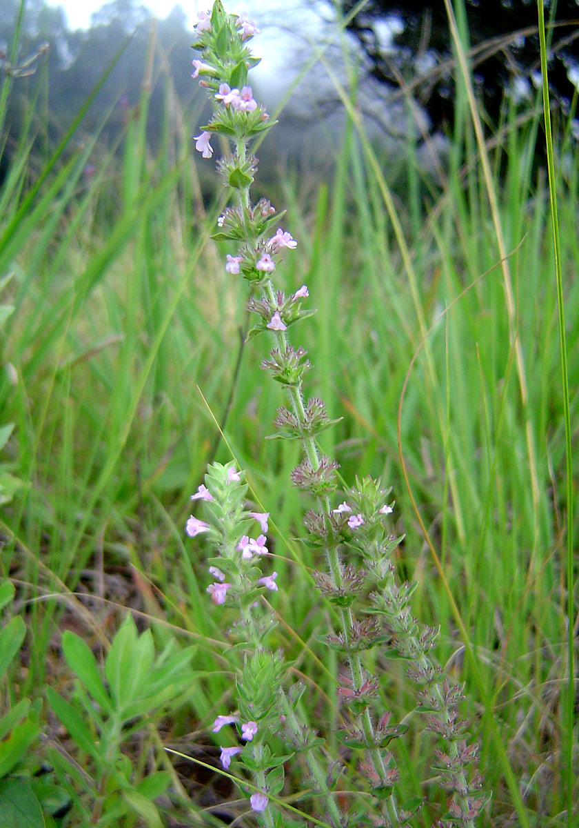 Micromeria imbricata var. imbricata Micromeria imbricata var. imbricata