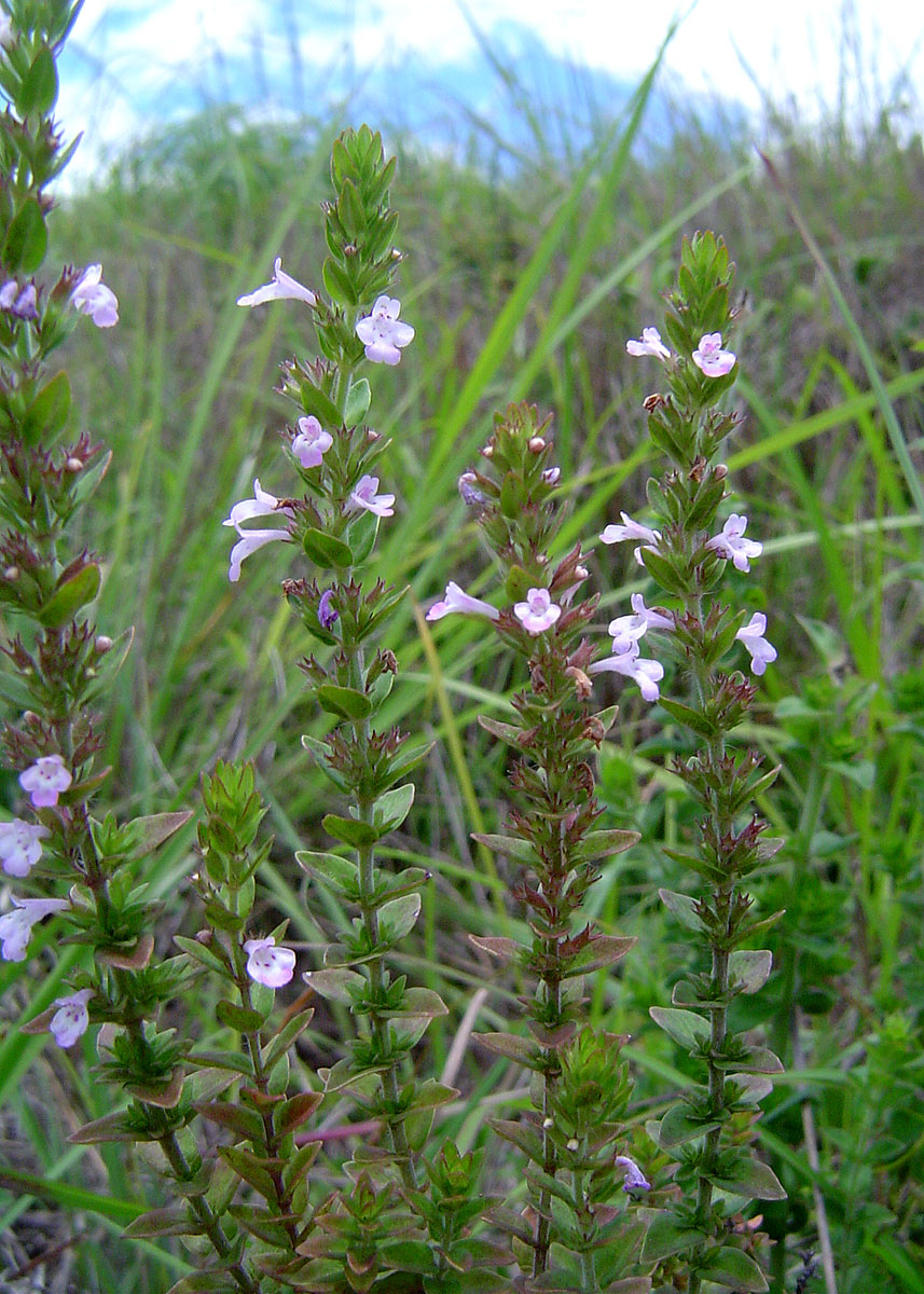 Micromeria imbricata var. imbricata Micromeria imbricata var. imbricata