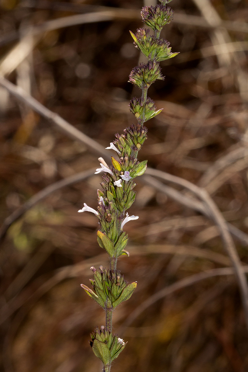 Micromeria imbricata var. imbricata Micromeria imbricata var. imbricata