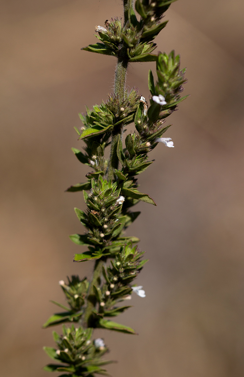 Micromeria imbricata var. imbricata Micromeria imbricata var. imbricata