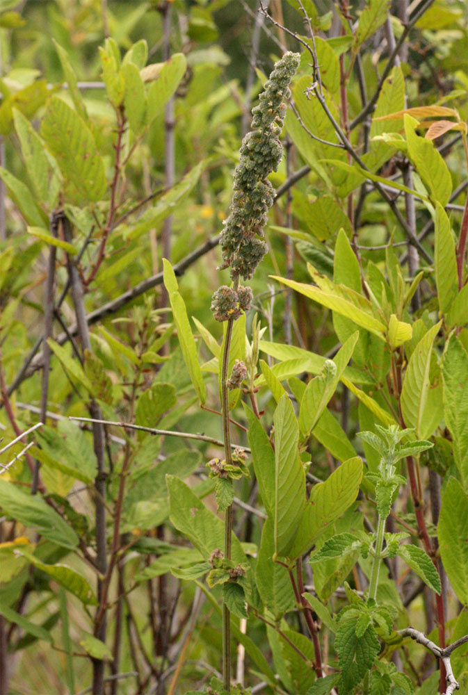 Mesosphaerum pectinatum Mesosphaerum pectinatum