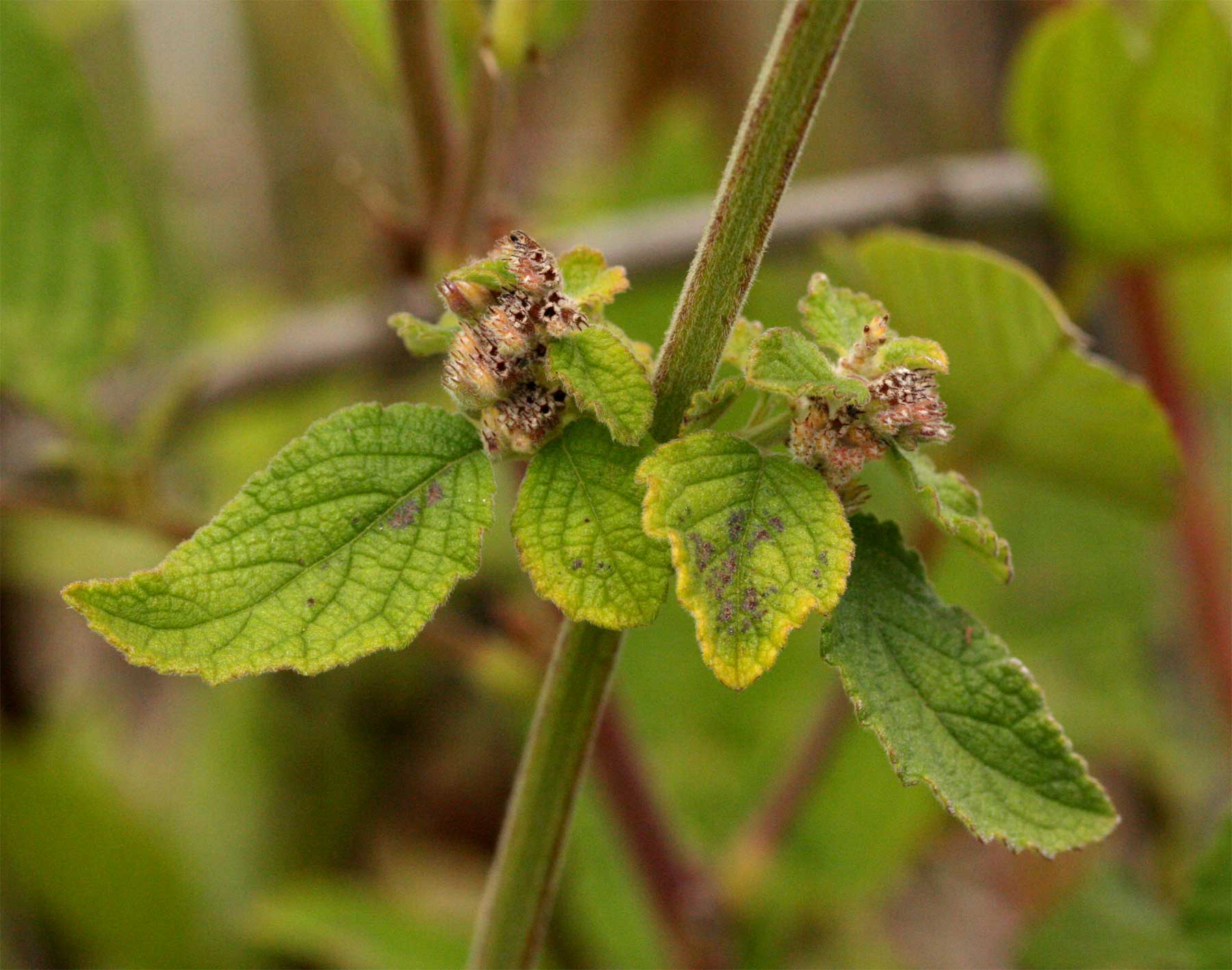 Mesosphaerum pectinatum Mesosphaerum pectinatum