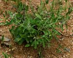 Endostemon tereticaulis