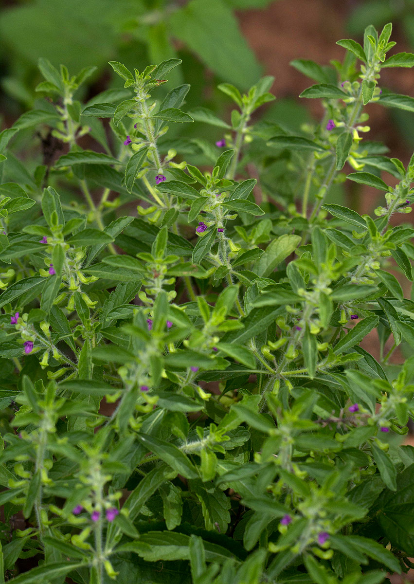 Endostemon tereticaulis