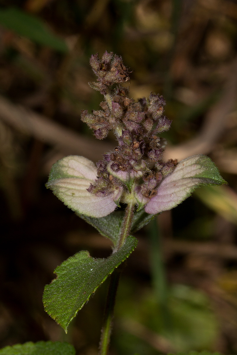 Platostoma rotundifolium Platostoma rotundifolium